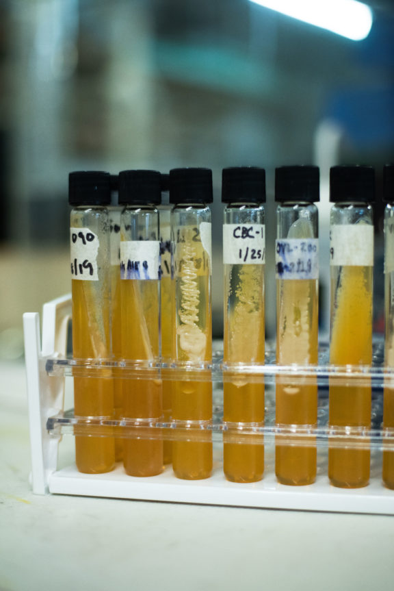 Yeast used for brewing in test tubes