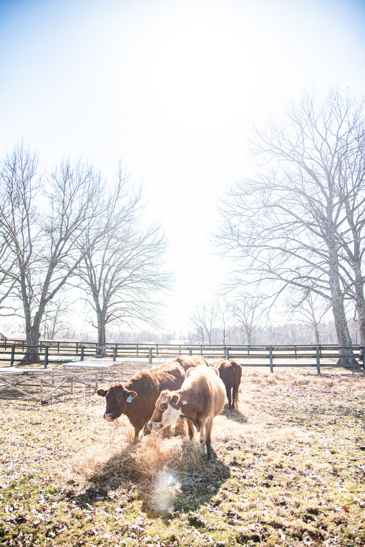 three cows on a farm