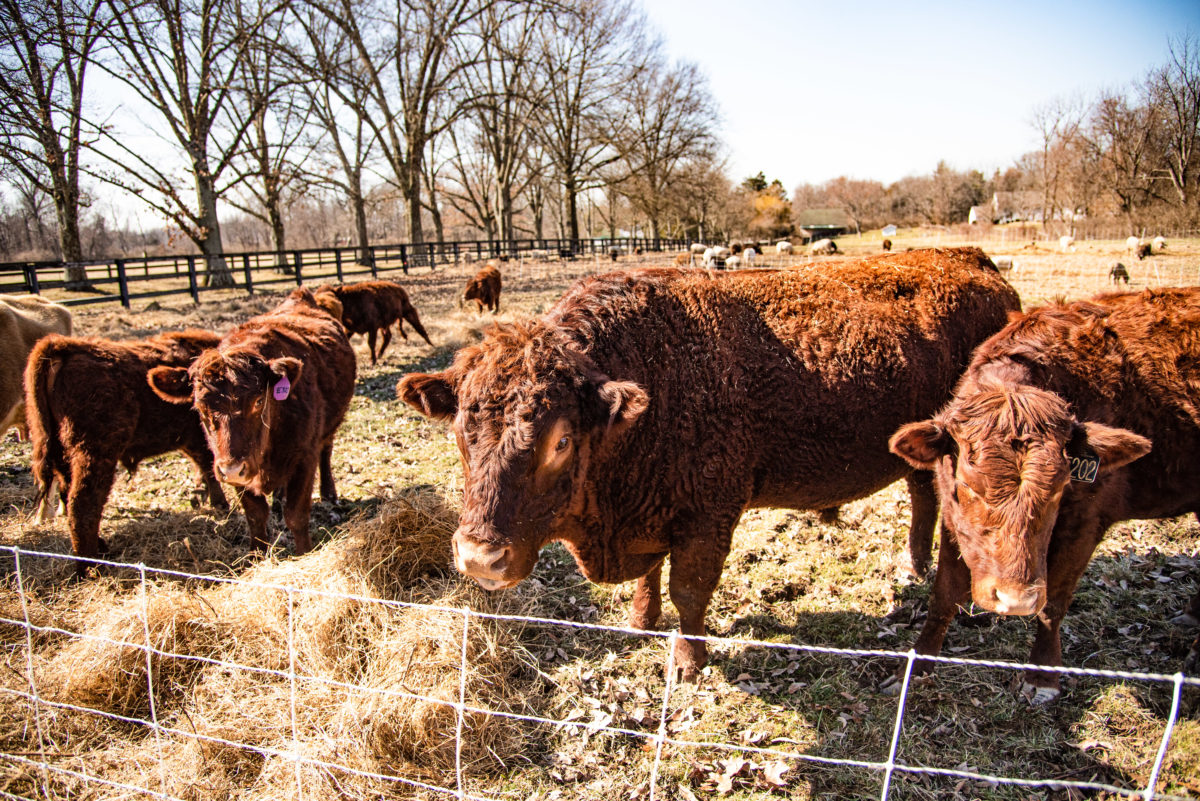 cows grazing by a fence